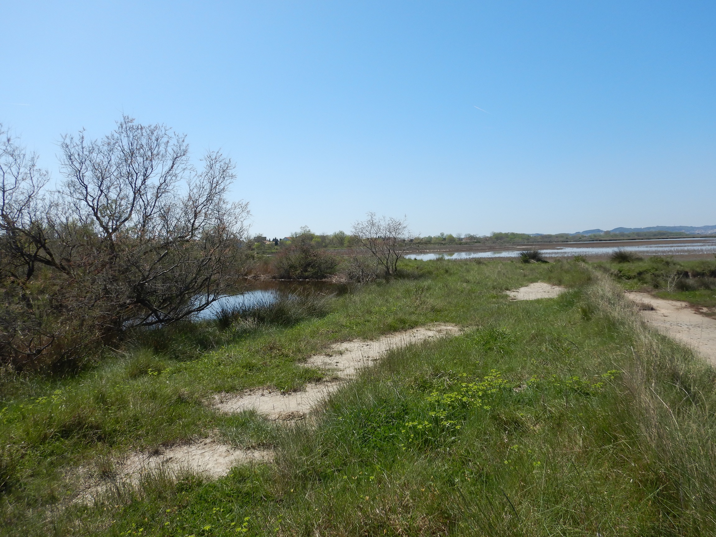 Overview with Tamarix scrubs and meadows on dam.